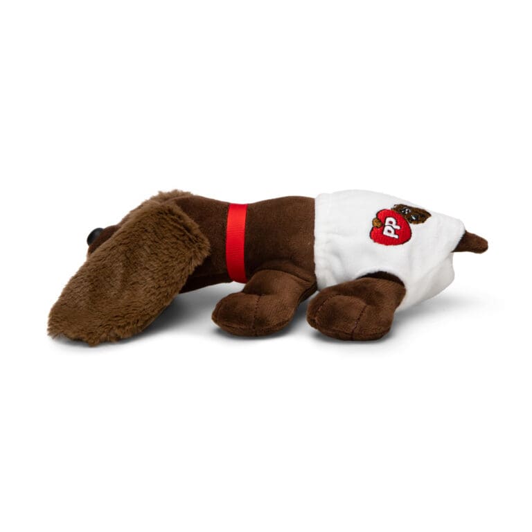 Dark brown puppy newborn in diaper.
